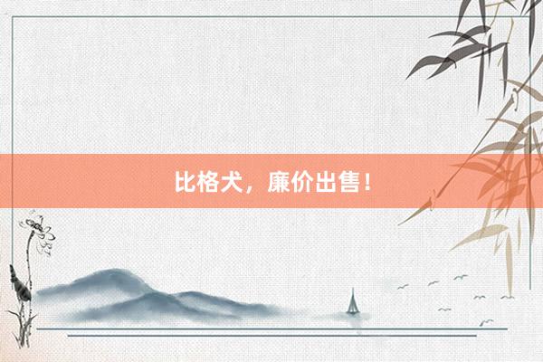 比格犬,廉价出售!